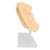 Silicone Mouth Nose Model 3D Realistic Reusable Display Nose Piercing Practice Model Skin Color