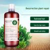 Zhuolanya Ginger Resurrection Grass Nourishing Repair Shampoo
