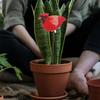 Bird Shape Plant Water Monitor Easy to Use Bird Chirping Alarm Soil Moisture Meter Smart Watering Alarm Reminder Hydroponics