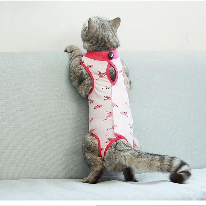 Post-operative Recovery Clothing For Cats
