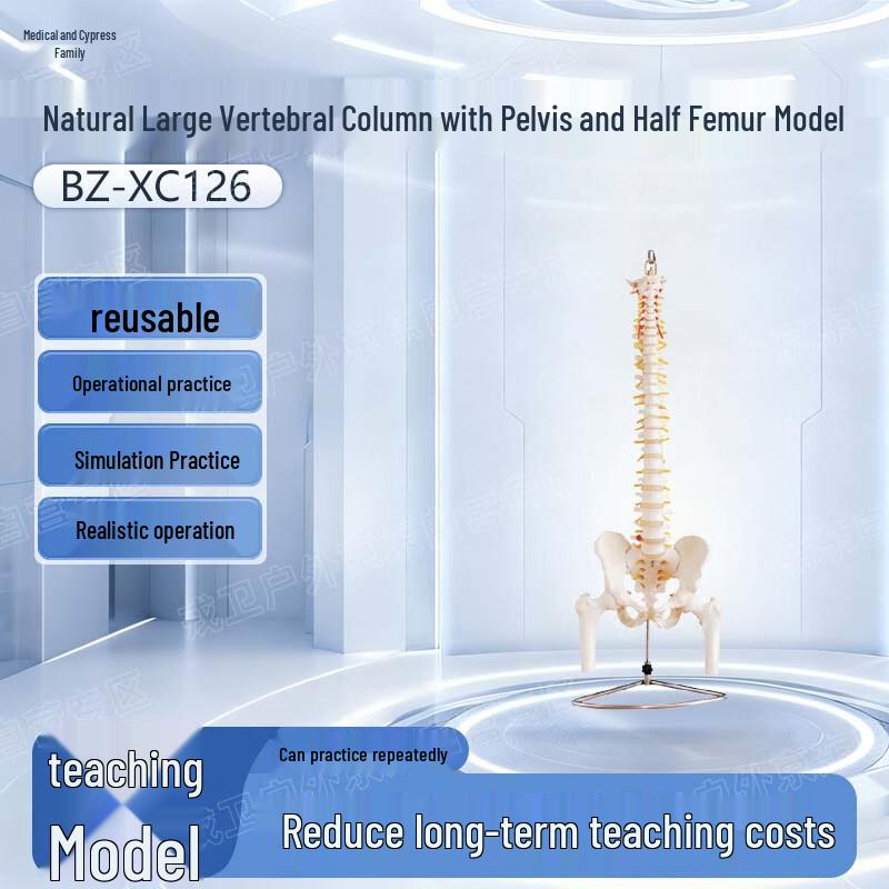 Human Spine Model with Pelvis and Femur