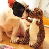 Katzen und Hunde, Plüsch-Dinosaurierspielzeug, interaktives Kauspielzeug für Hunde, Plüschfüllung, Heimtierbedarf für kleine und mittelgroße Hunde, bissfest