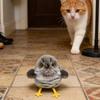 Gatos – Brinquedos para gatos
