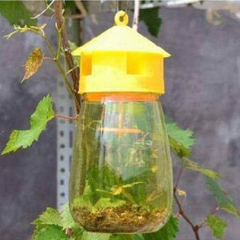 Fruit Fly Trap With Yellow And Green Baits For Garden Pest Control