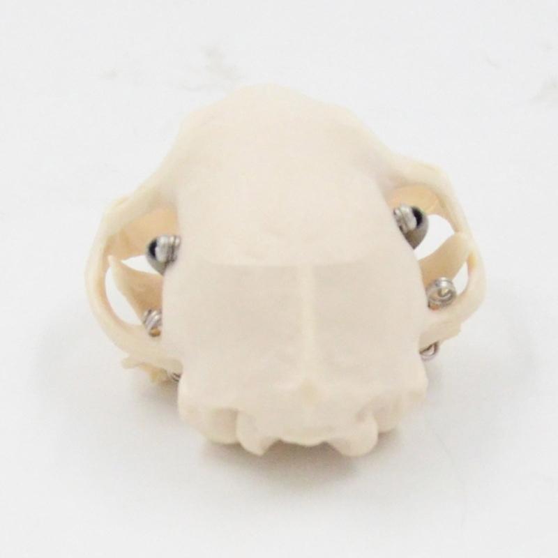 Katzenkopf Anatomiemodell Realistisches Katzenkopf Skelettmodell Tierschädel Anatomiemodell für Bildung Veterinärlehre