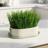 Removable Cat Grass Planter Box Layered Design Hydroponic Cat Grass Box  Home Decor