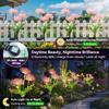 Solar Garden Lights Outdoor 3-Heads Realistic Flower Solar Stake Lights Auto On/Off Decorative Lamp for Yard Patio Lawn Pathway