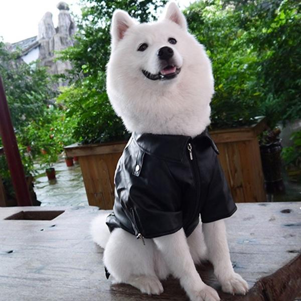large dog leather jacket