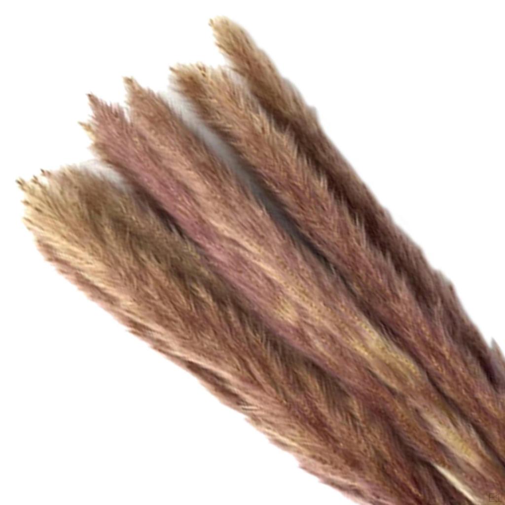 Dried Grass Bunch Bouquet Phragmites Reed Crafts Boho for Decoration Gift Birthday