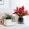 Automatic Water-absorbing Flowerpot with Transparent Water Level Indicator Self-Watering Planter for Indoor Plants Succulents Cactus Herb