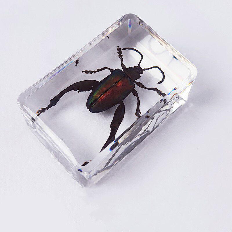 Okazy Owadów: Prawdziwy Pająk, Skorpion, Osa Błotna w Przezroczystej Żywicy do Nauczania i Dekoracji