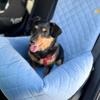Silver Dog Car Seat