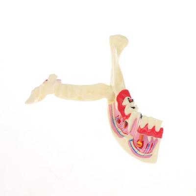 Model endodontického zubního ošetření Anatomie dásní Tkáně dolní čelisti Anatomický model Zubní lékař Učit Studovat Demonstrace Model zubů