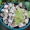 20pcs Dinosaur Bone Figurines Garden Bonsai Paving Stones Decorative Resin Crafts
