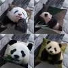 Cute Animal Panda Pillow Over Living Room Sofa Cushion Cover Home Decoration Bedroom Room Bed Pillow Cover