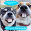Funny Dentures Dog False Teeth Halloween Cosplay Humans and Vampires Toys Tricky Pet Decorating Supplies
