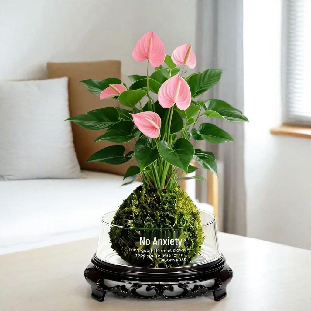 Bonsai Air Purifying Hydroponic Plants for Easy Year-Round Care