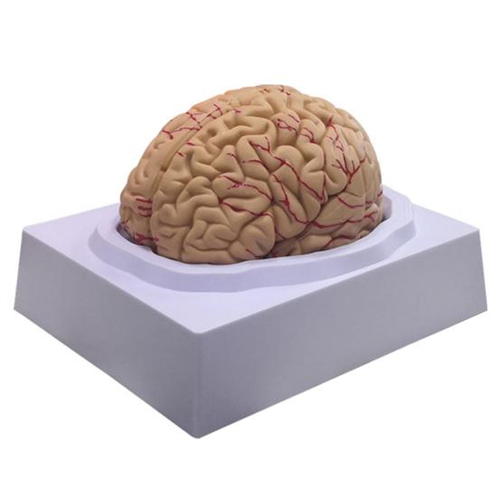 Menschliches Gehirnmodell Simulation 8-teilig PVC Lebensgroß Anatomie Lehrmittel für Klassenzimmer