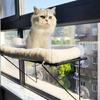 Window Mounted Cat Perch Cute Soft Cat Bed Window Shelf Hammock Window