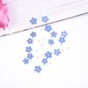 Nail Art Natural Card Jewelry Pressed Flower Don't Forget Me Forget-Me-Not Dried Flowers