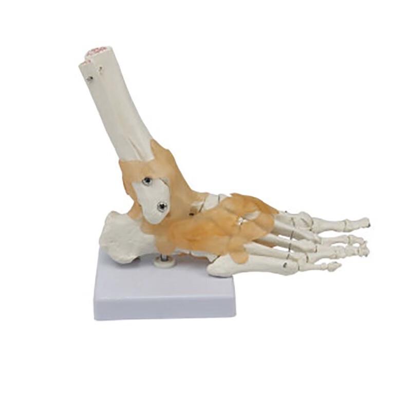 Anatomical Human Foot Joint Model