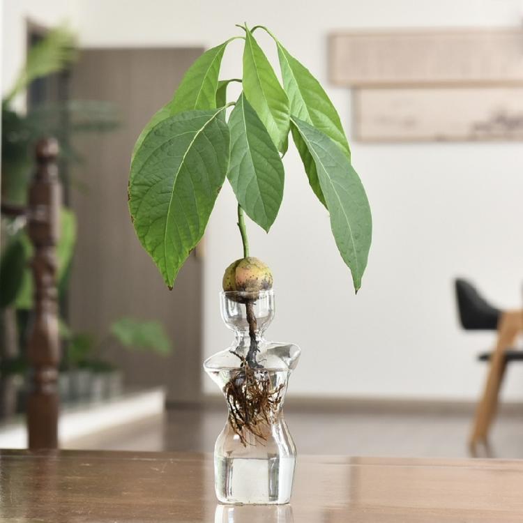 Female Body Clear Hydroponic Growing Glass Vases For Avocado  Modern Homes Decors Plant Display With Visible Root