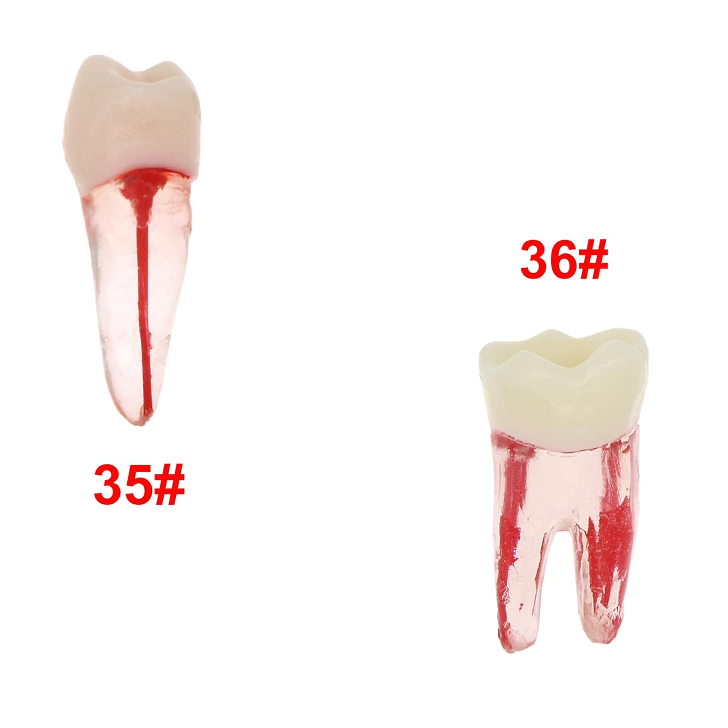 10Pcs Dental Root Canal Pulp Cavity RCT Practice Endodontic Teeth Model Typodont Study Teach M8007-Kit