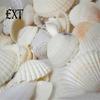 100g Gemischte Muscheln Muschelhandwerk Muscheln Zuhause Aquarium Nautische Dekoration