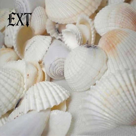 100g Gemischte Muscheln Muschelhandwerk Muscheln Zuhause Aquarium Nautische Dekoration