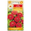 Dahlia Cynia Red 1G