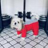 Dog Coat Winter Overalls for Dogs Warm Waterproof Pet Jumpsuit Trousers Male/ Female Dog Reflective Small Dog Clothes Apparel Puppy Down Jacket