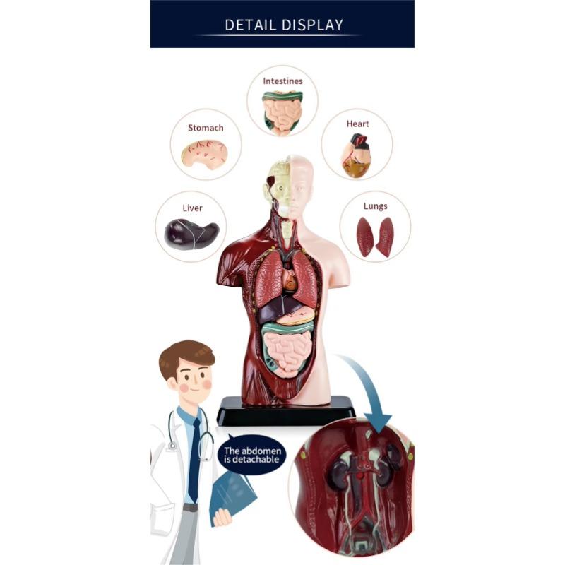 Human Torso Model, menneskekroppsmodell for barn brukt til studentundervisningsforskning, med tilhørende produktbrukerhåndbok