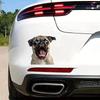 2 Pack 12.5x13cm Funny Pug Vinyl Stickers - Great for Cars, Trucks, Laptops and