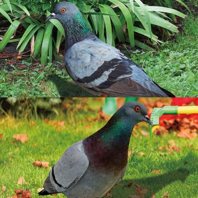 Spécifications du contenu du pack Espace Extérieur Pigeon de Jardin