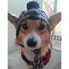 New Pet Headgear Autumn and Winter Hairball Warm and Antifreeze Wind Fluffy Ball Knitted French Bucket Large and Small Dog Knitted Hat