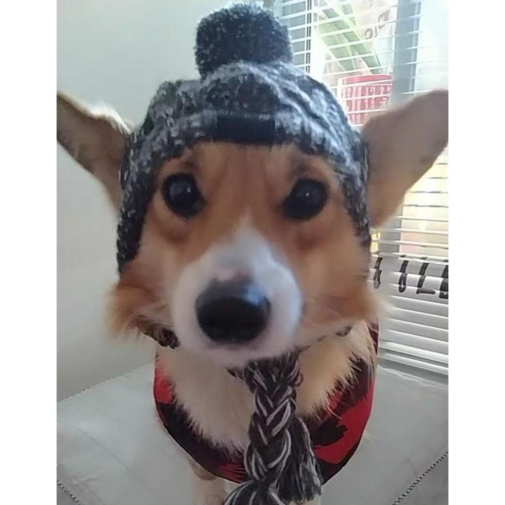 New Pet Headgear Autumn and Winter Hairball Warm and Antifreeze Wind Fluffy Ball Knitted French Bucket Large and Small Dog Knitted Hat