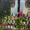 Automatic Plant Flower Watering Pump Home Sprinkler Drip Irrigation Device 4/8/16 Heads Pump Timer System Kit Garden Tool