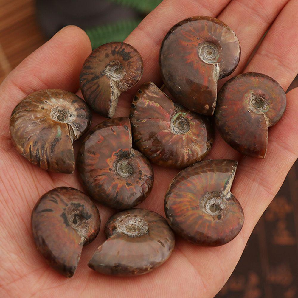 Kristall Edelstein Exemplar Fossil Natürlich schillernder Ammonit Ammolith Facettiert Madagaskar Stein