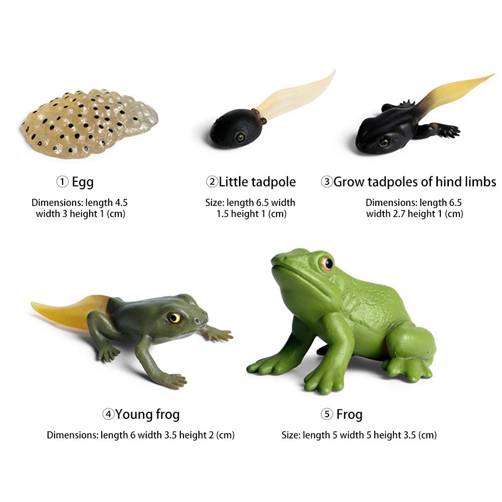 Modelo de Animal de Simulação Crianças Mini Animal Galo Formiga Sapo Tartaruga Mosquito Ciclo de Crescimento Figuras de Ação em PVC Boneca Brinquedo para