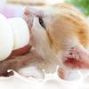60ml Puppy Kitten Feeding Bottle Nipple Feeder Can Squeeze Liquid Milk Nursing Bottle for Newborn Dogs Puppies Rabbits Hamster