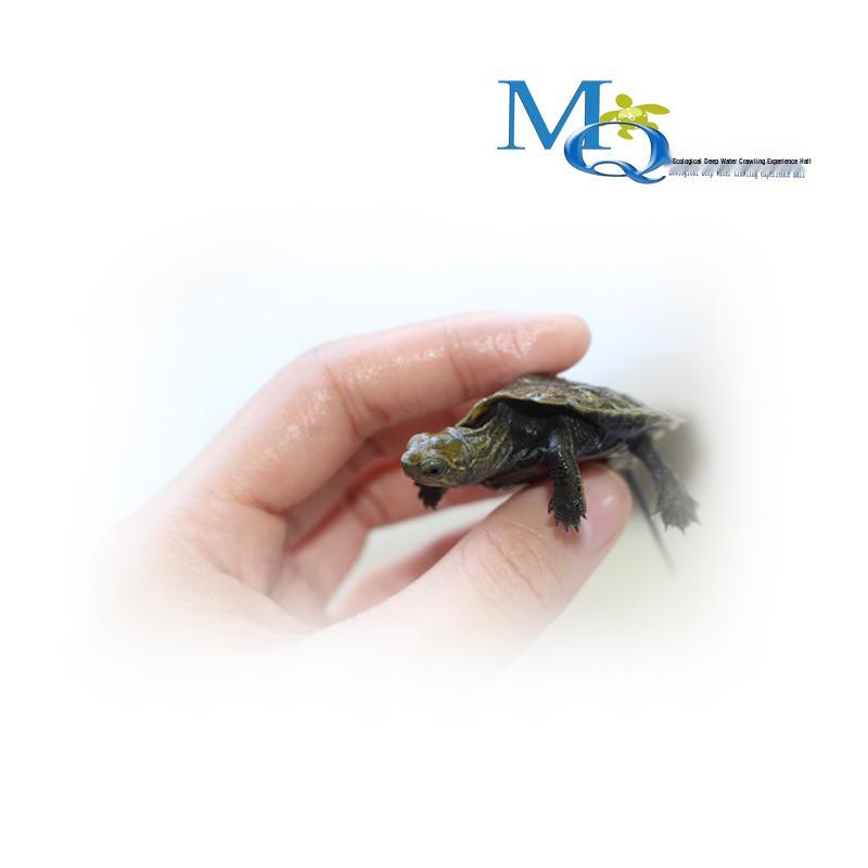 Japanese Stone Turtle Fry - Live Omnivorous Pet and Ornamental Pond Turtle