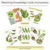 Detachable Biology Education Toy Early Learning Frog Dissection Model Frog Anatomy Model  Kids Toy