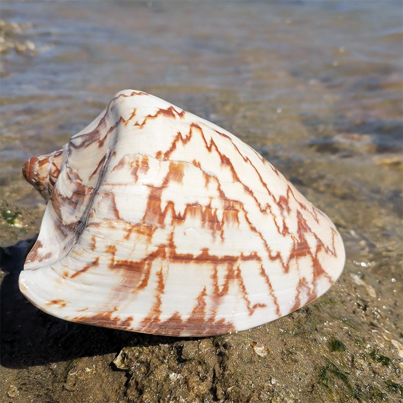 Large Conch Seashell Ornament for Wall Decor, Aquarium Aquascaping, and Sea Sound Collection
