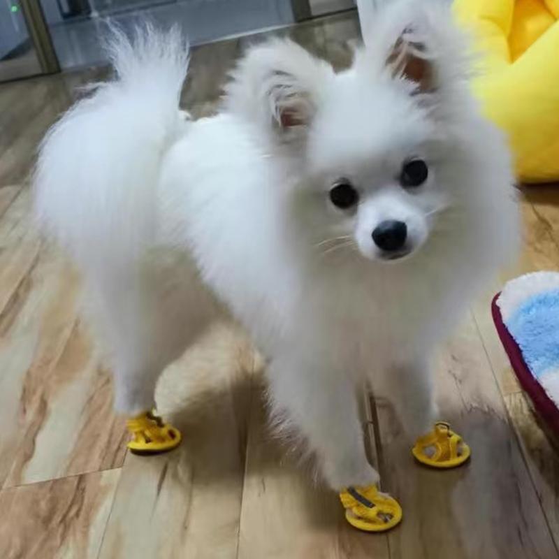 4 Stück Sommer Netz Haustier Sandalen Schuhe Für Kleine Hunde Anti-Rutsch Kuhsehnen Sohle Welpen Hund Sneaker Chihuahua Mascotas Zubehör