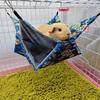 Meerschweinchen Sommer Hängematte Warmes Bett Versteckhaus Käfig Nest für Gleitbeutler Frettchen Eichhörnchen Einfach zu bedienen
