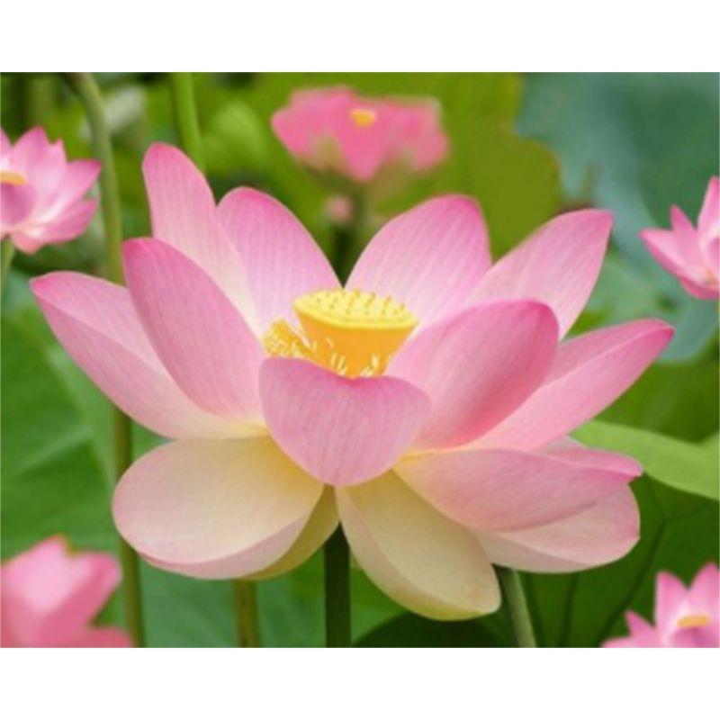 5D полная круглая алмазная вышивка цветы лотоса Алмазная мозаика домашняя декоративная алмазная живопись 40x50 см Full Round 30x40CM