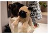 Small Plush Husky Shiba Inu Dog Toy - Soft Comfort Doll for Kids