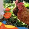 1pc, Chicken Water Feeder For Chicken, Duck, Goose, Turkey And Rabbit, Red Blue Orange
