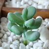 1Pc Plastic Fake Artificial Succulents Plant Bonsai Garden Home Office Decor