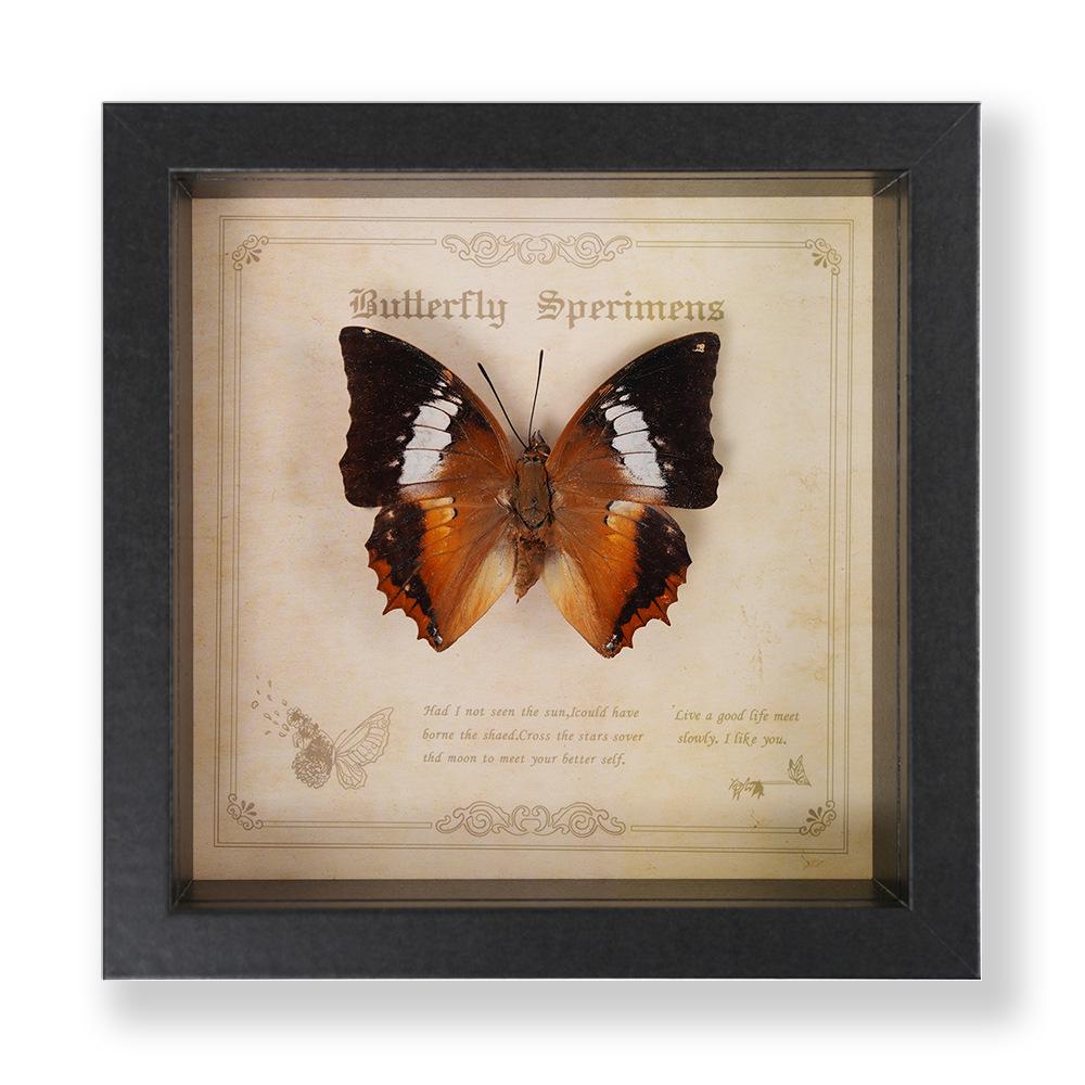 Green Banded Swallowtail Butterfly Specimen Decorative Painting - Real Insect for Display